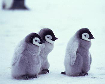 Penguin Picture - 3 Cute Penguin Cubs in Snow