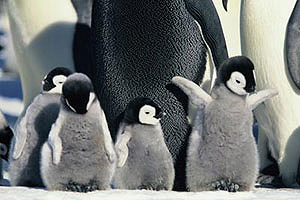 Penguin Picture - 4 Cute Penguins Playing