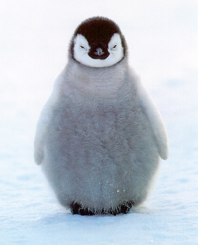 Penguin Picture - Baby Penguin