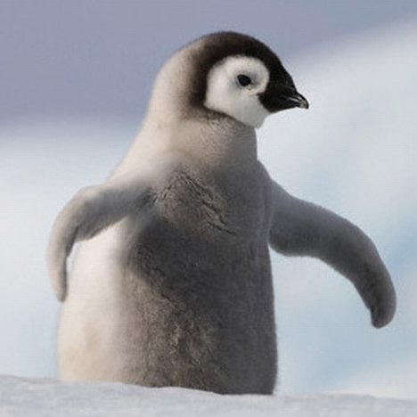 Penguin Picture - Cute Baby Penguin