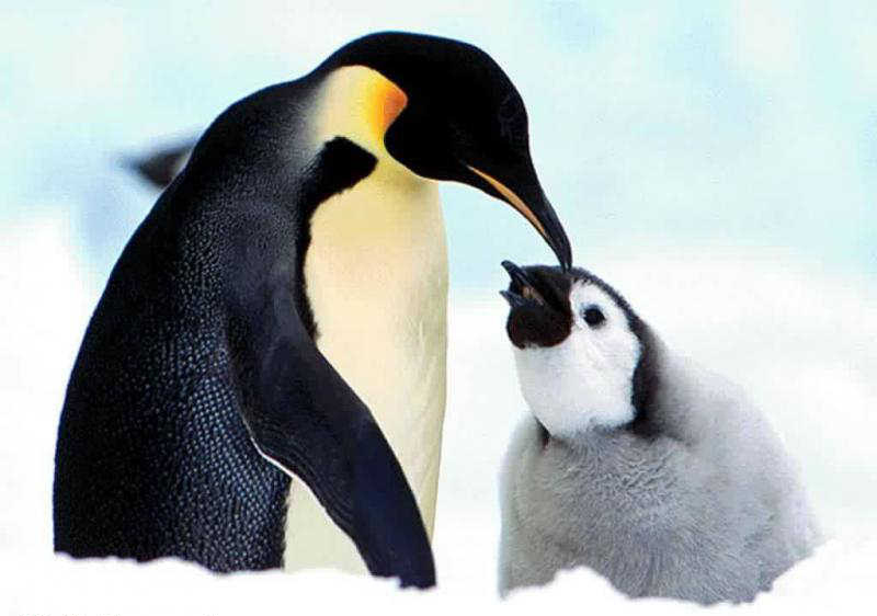 Penguin Picture - Cute young penguin with mother