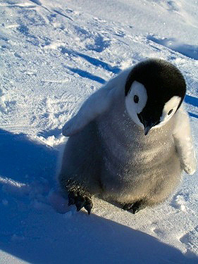 Penguin Picture - Cute Young Penguin