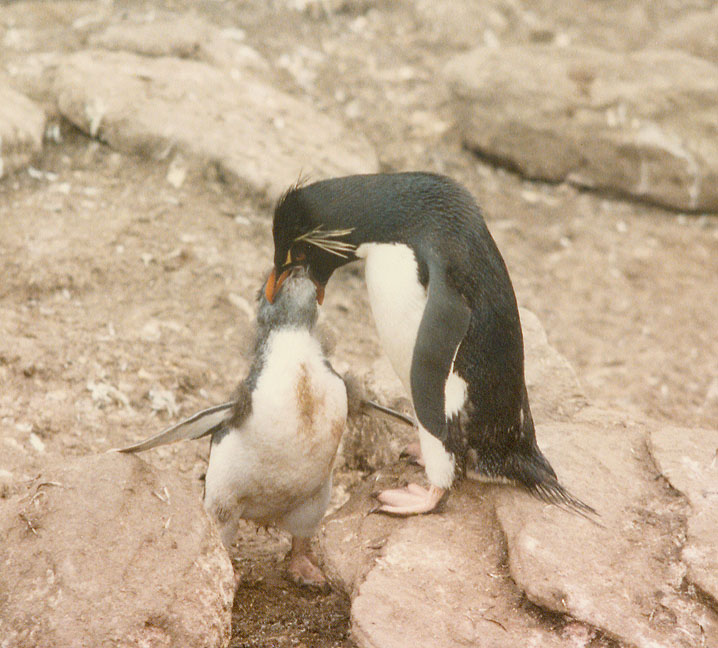 Penguin Picture - Penguin Feeding