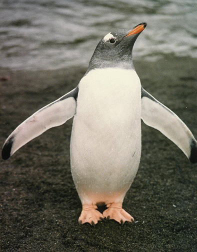 Penguin Picture - Gentoo Penguin