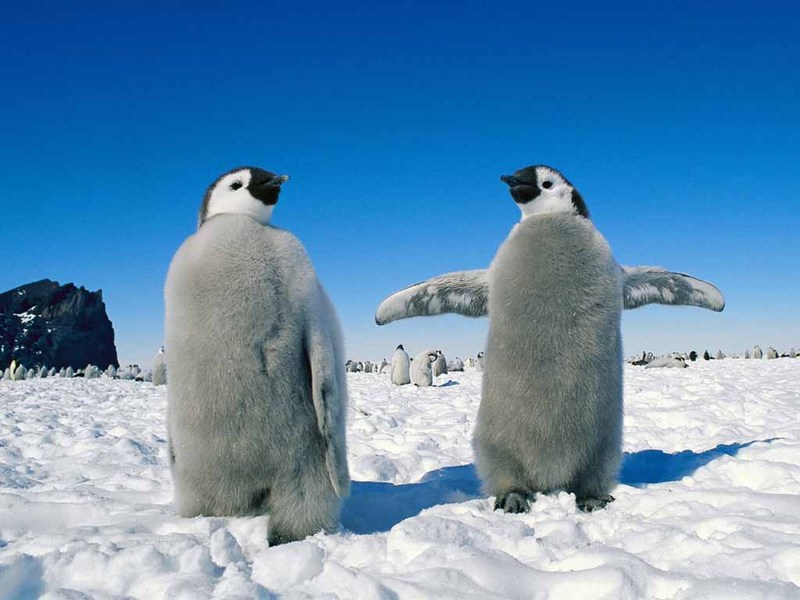 Penguin Picture - Grey Penguins