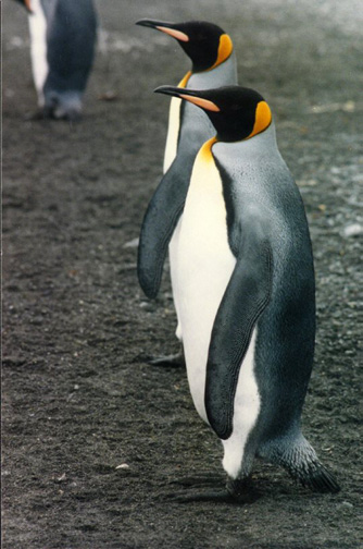 Penguin Picture - King Penguin
