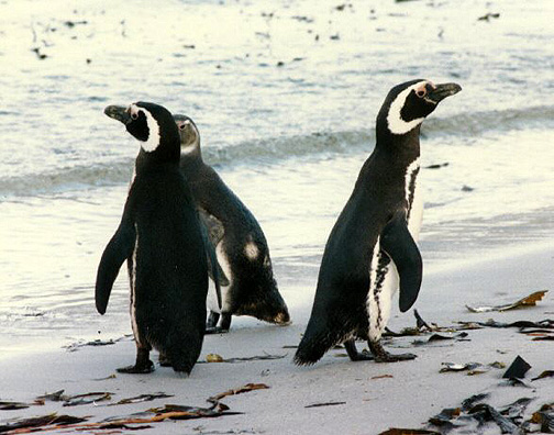 Penguin Picture - Magellanic Penguins