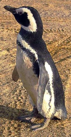 Penguin Picture - Narrowweb Penguin