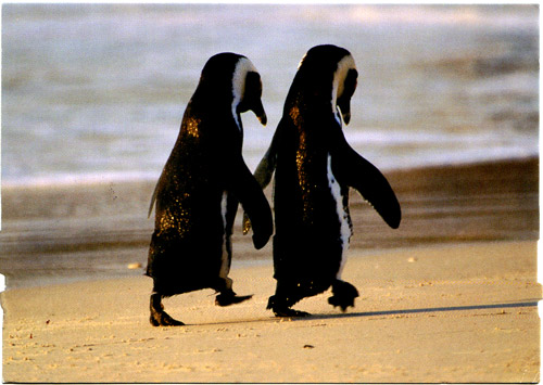 Penguin Picture - Penguin Couple
