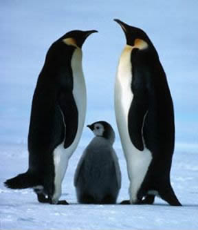 Penguin Picture - Penguin Family