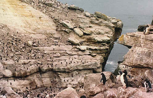 Penguin Picture - Penguin Habitat