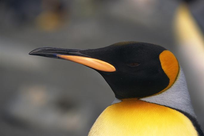 Penguin Picture - Penguin Head