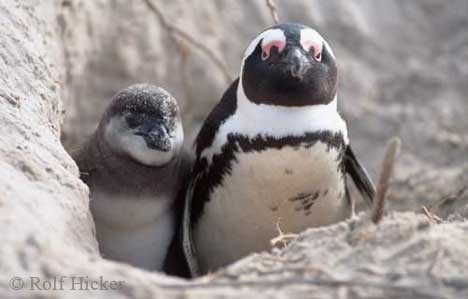 Penguin Picture - Penguin Peeking