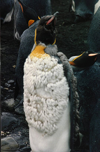 Penguin Picture - Penguin Molt