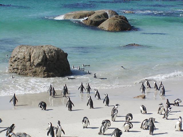Penguin Picture - Penguins Swimming