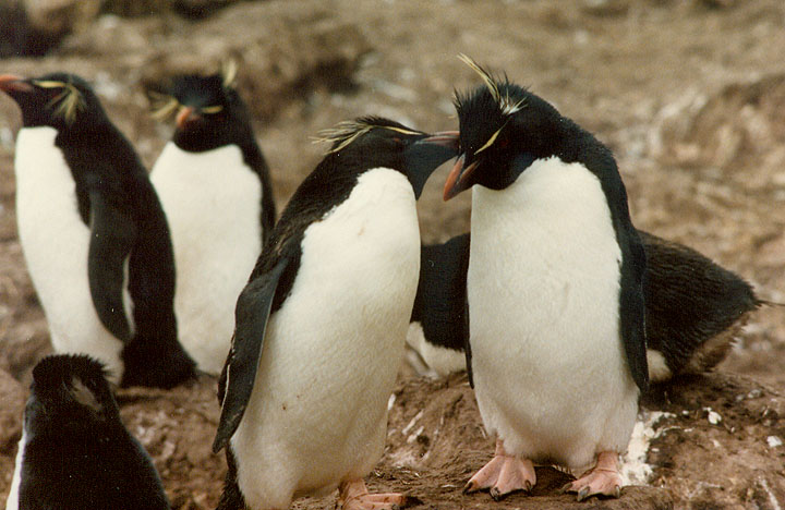Penguin Picture - Penguins Kissing