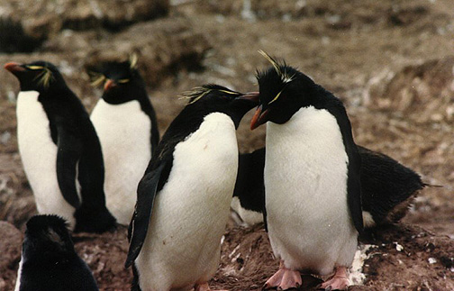 Penguin Picture - Rockhopper Penguin