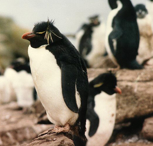 Penguin Picture - Rockhopper Penguins
