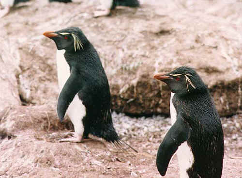 Penguin Picture - Rockhopper Penguins