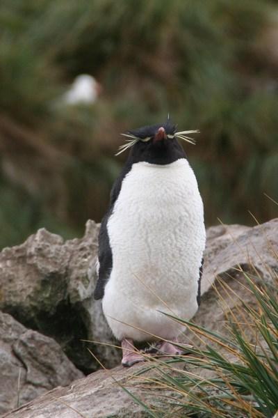 Penguin Picture - Rockhopper Staring
