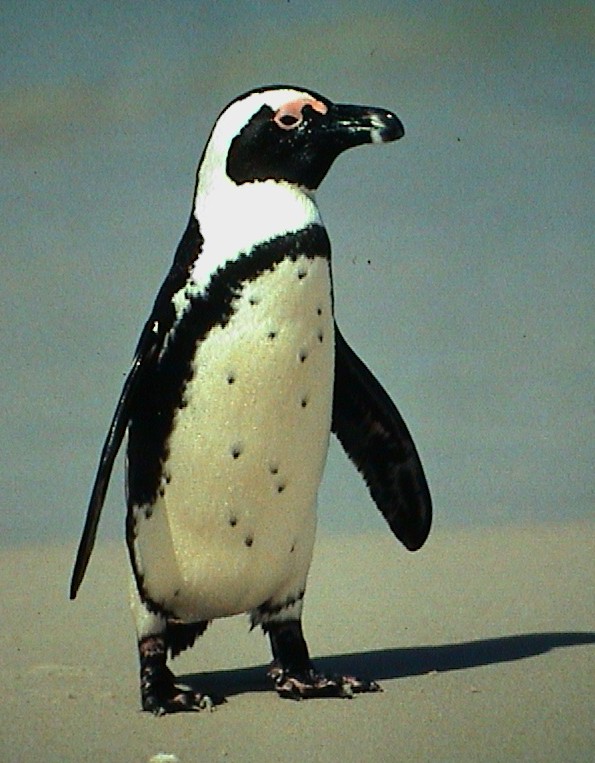 Penguin Picture - Spotted Penguin