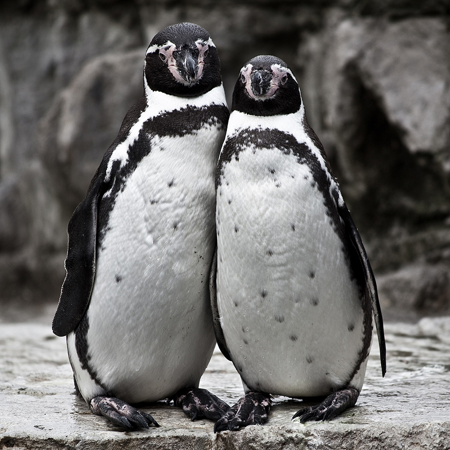Penguin Picture - Two Penguins Leaning Against Eachother