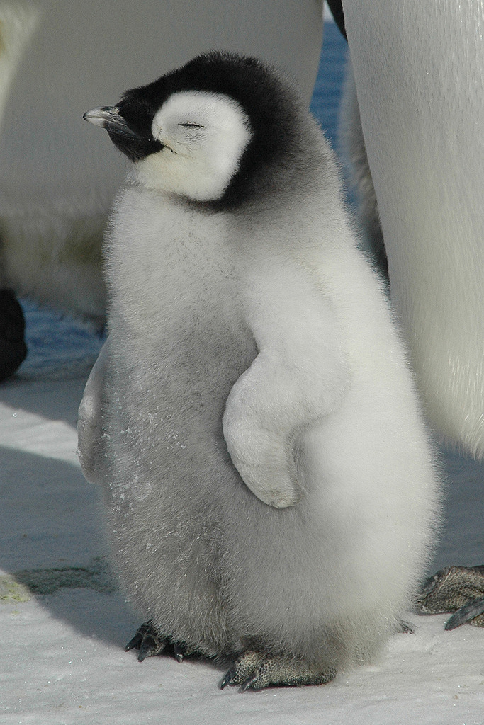 Penguin Picture - Baby Penguin with eyes closed