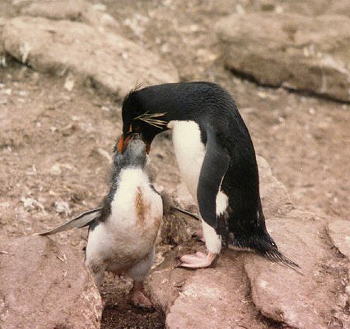 Penguin Picture - Penguin Feeding